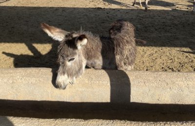 خرید شیر الاغ